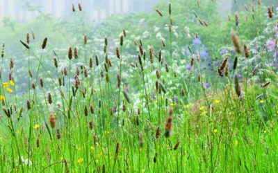 Meadows at Great Dixter and Beyond